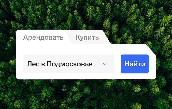 Нюансы имущественных торгов: аренда лесных участков