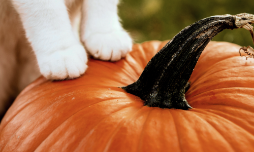 Налоговая реформа вернулась