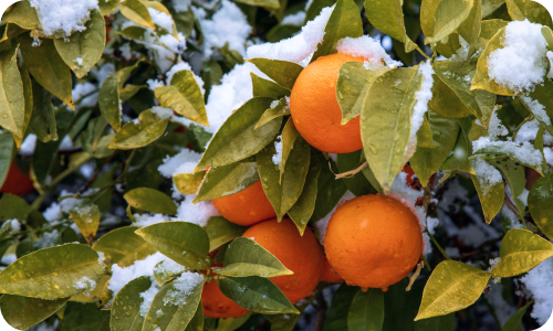 Ждете снега?